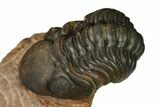 Reedops Trilobite With Nice Eyes - Lghaft , Morocco #164629-2